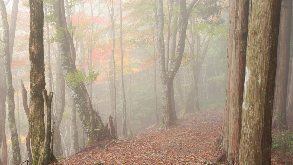 霧の山道と紅葉