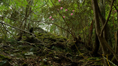 シャクナゲをくぐる山道