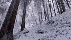 三峰山への途中、霧氷が現れた