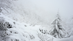 樹林は静か