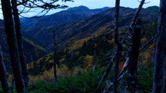 朝の黄葉 朝の黄葉