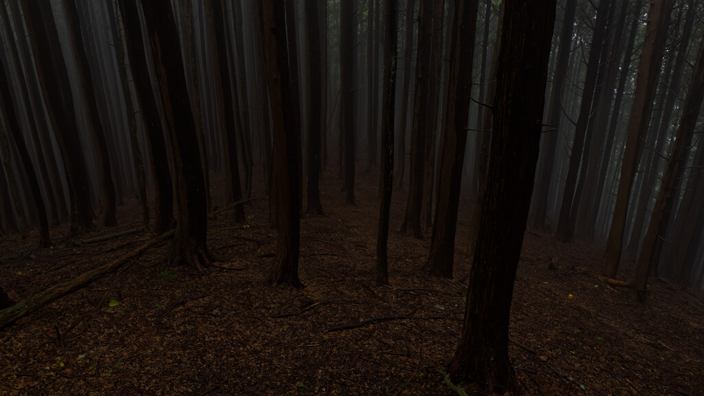 ハンシ山の下りで霧が暗い