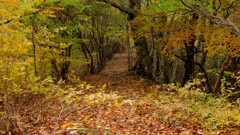 木梶山南峰から落葉道を歩いて木梶山へ
