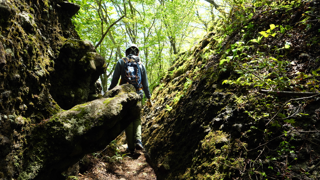 青葉山の新緑