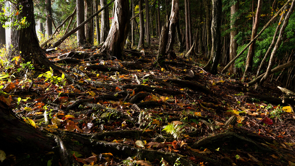 落葉と木の根の道に光射す