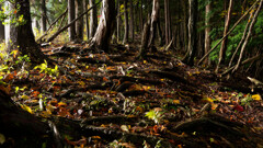 落葉と木の根の道に光射す