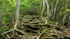 急登を木の根が助けてくれる