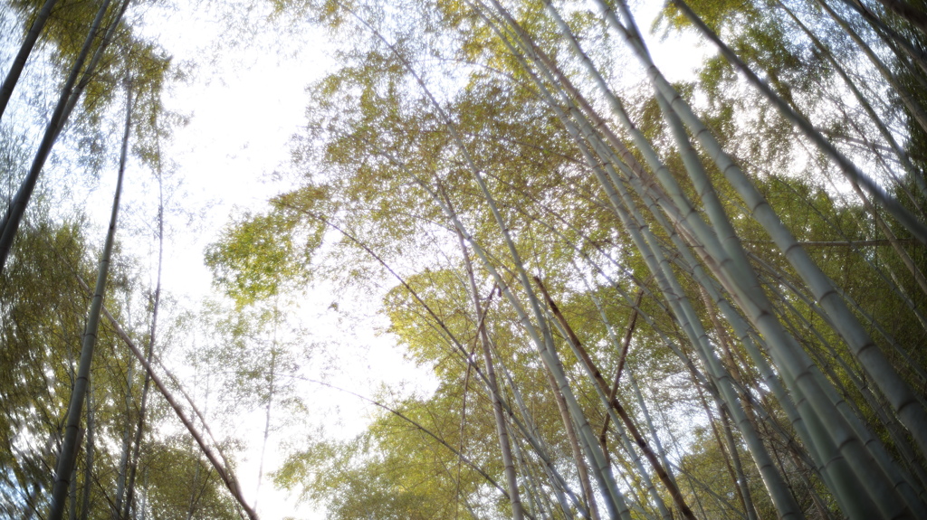 松尾山ふもとの竹林（開放）