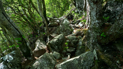局ヶ岳登山道