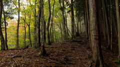 伊勢辻に向かう緩やかな尾根道