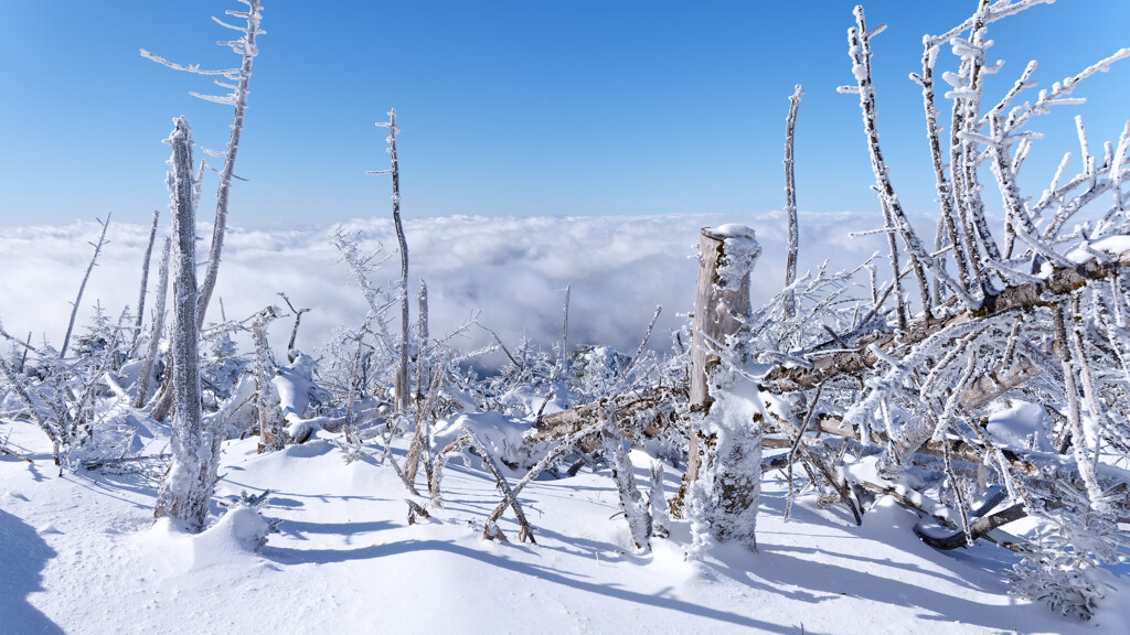 立ち枯れの向こうには雲海が広がっていた