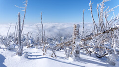 立ち枯れの向こうには雲海が広がっていた