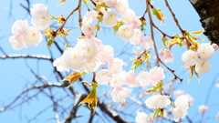 大和葛城山の八重桜