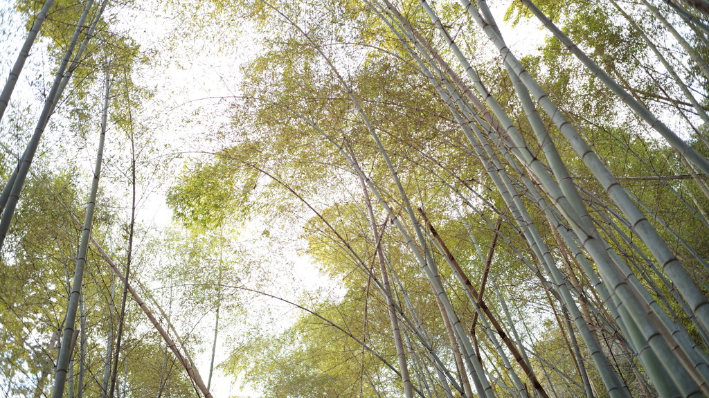 松尾山ふもとの竹林