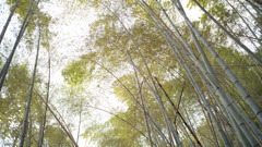 松尾山ふもとの竹林