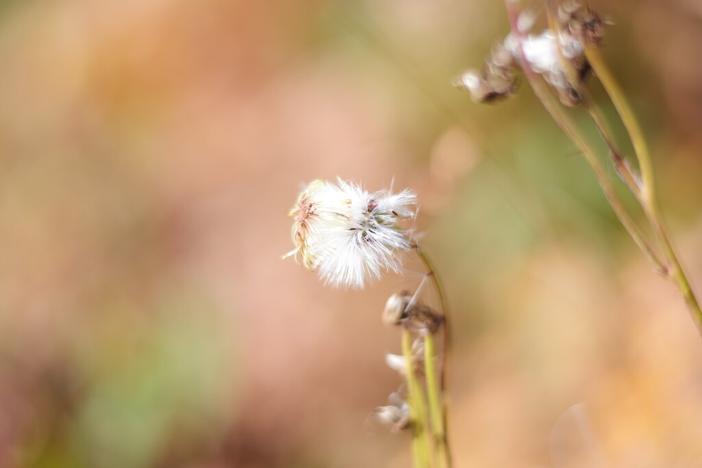 京都トレイルでみつけた綿毛