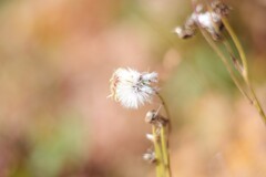 京都トレイルでみつけた綿毛