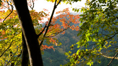 木梶林道を登山口まで歩く