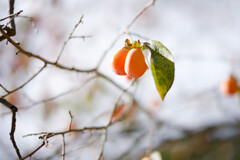 きれいな柿の実