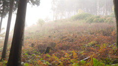 ハッピのタワはキリだった