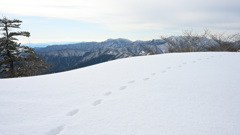 先行者はいない、と思っていたけど