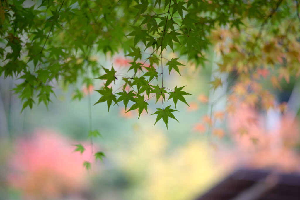 二ノ瀬駅のもみじ