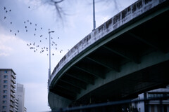 高架上には群れが舞っていた