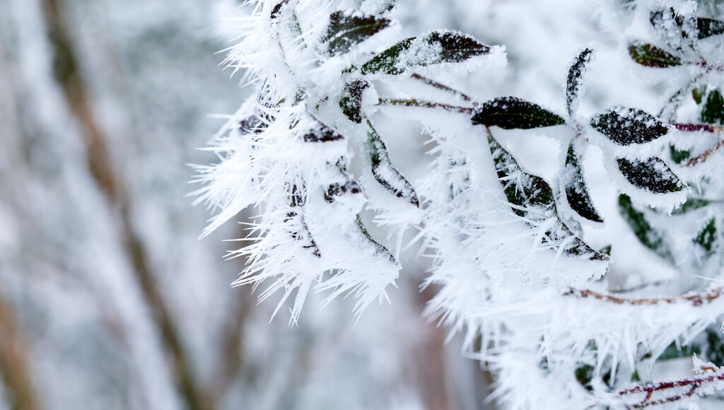 八丁平のトゲトゲは虫を仕留められそうだった