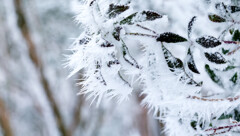 八丁平のトゲトゲは虫を仕留められそうだった