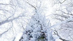 白い空に白い枝を見上げた