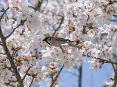 桜と雀