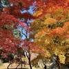 上田城跡公園の紅葉の様子4