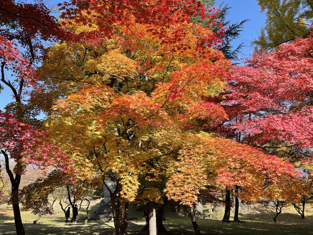 上田城跡公園の紅葉の様子3