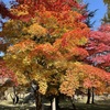 上田城跡公園の紅葉の様子3