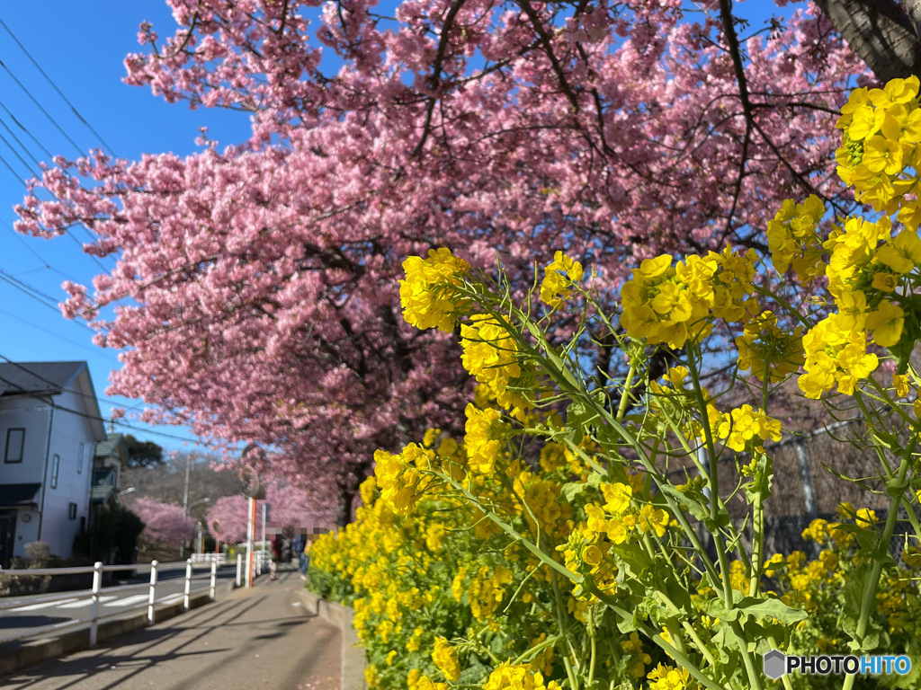 【テスト投稿】三浦海岸の河津桜と菜の花