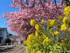 【テスト投稿】三浦海岸の河津桜と菜の花
