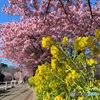 【テスト投稿】三浦海岸の河津桜と菜の花