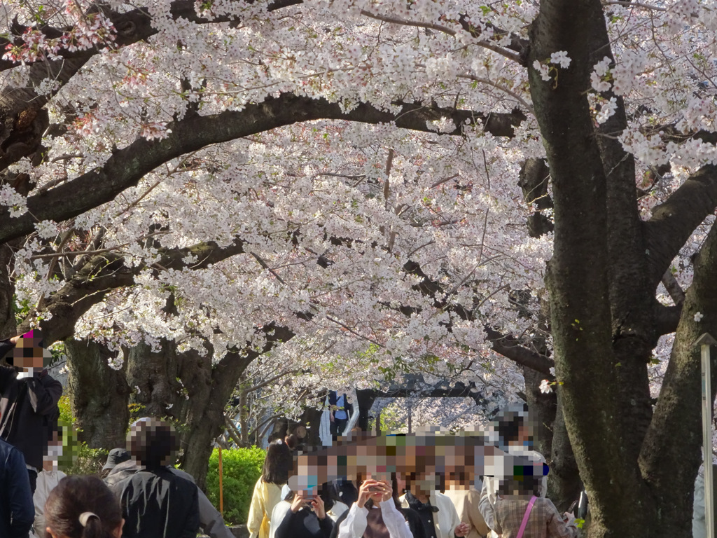 2023年目黒川の桜の様子10