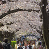 2023年目黒川の桜の様子10