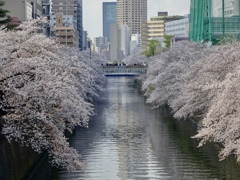 2023年目黒川の桜の様子12