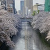 2023年目黒川の桜の様子12