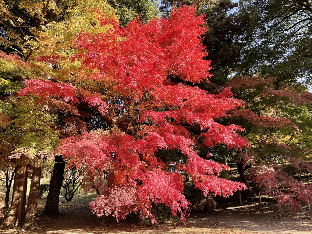 上田城跡公園の紅葉の様子6