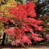 上田城跡公園の紅葉の様子6