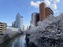 2023年目黒川の桜の様子9