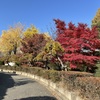 上田城跡公園紅葉の様子1
