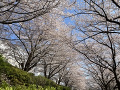 2023年目黒川の桜の様子5
