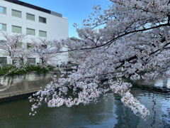 2023年目黒川の桜の様子11