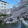 2023年目黒川の桜の様子11