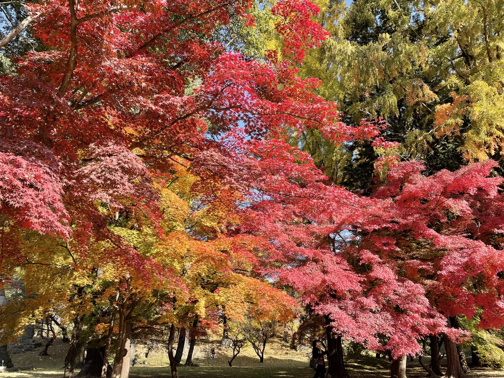 上田城跡公園の紅葉の様子2