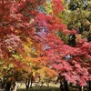 上田城跡公園の紅葉の様子2